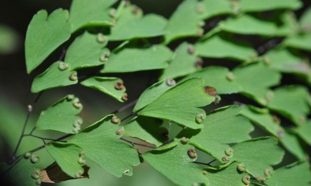 Adiantum andicola