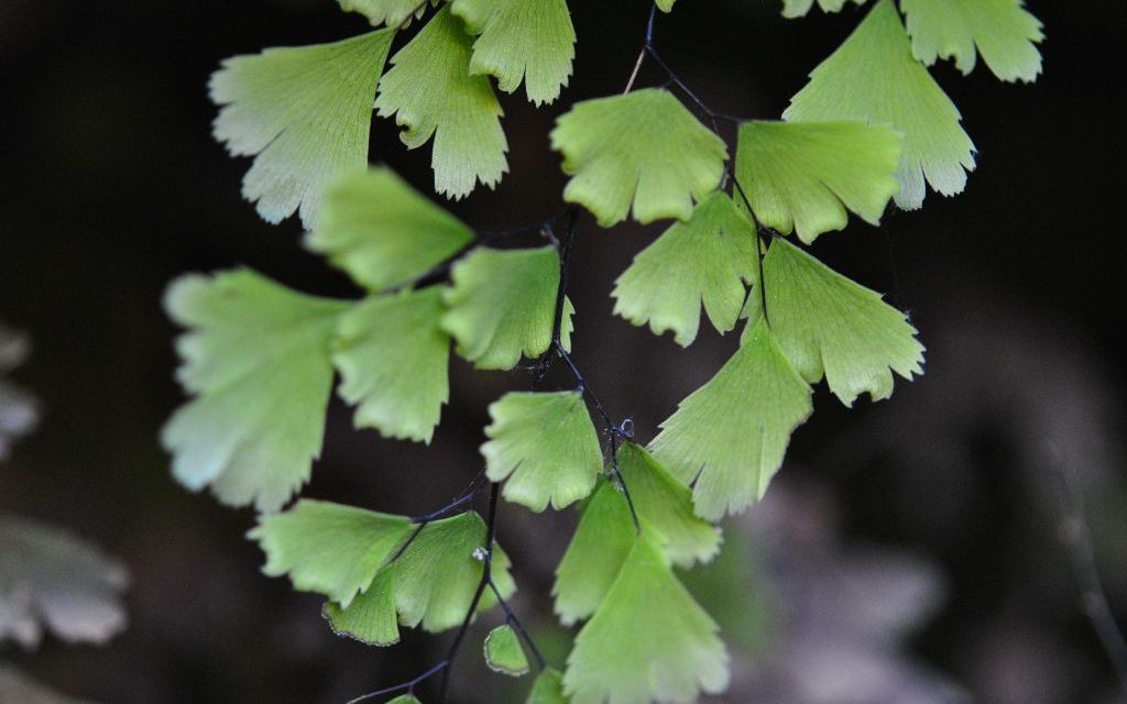 Adiantum capillus-veneris