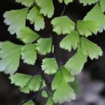 Adiantum capillus-veneris