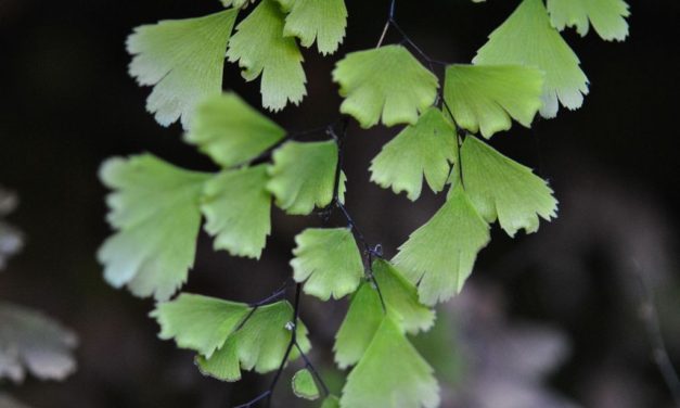 Adiantum capillus-veneris