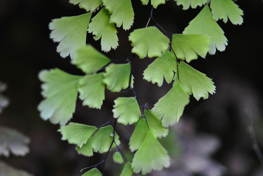 Adiantum capillus-veneris