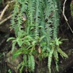 Asplenium sessilifolium Desv.