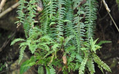 Asplenium sessilifolium Desv.