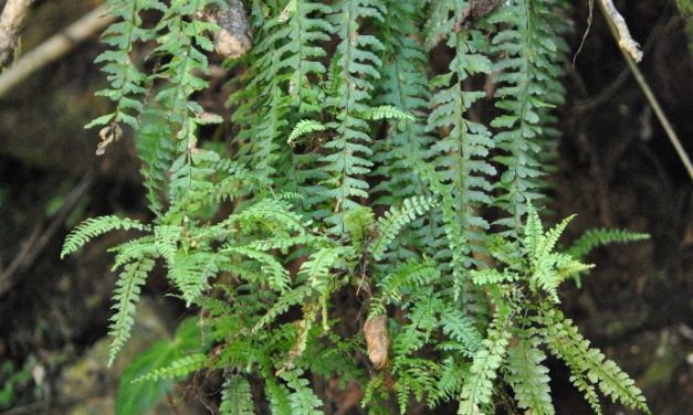 Asplenium sessilifolium Desv.