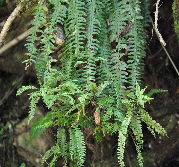 Asplenium sessilifolium Desv.