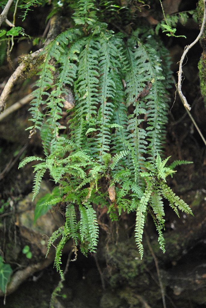 Asplenium sessilifolium Desv.