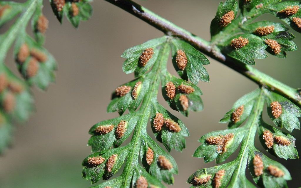 Asplenium blepharophorum