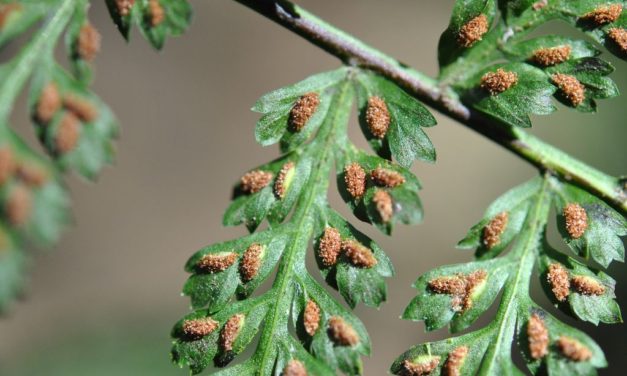 Asplenium blepharophorum