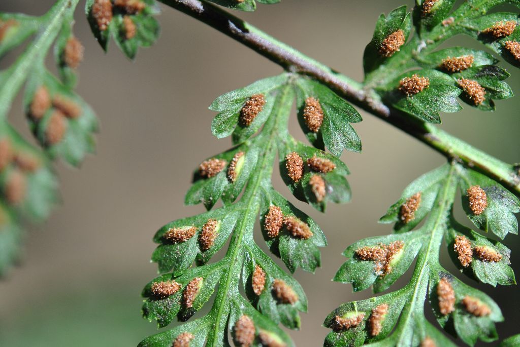 Asplenium blepharophorum