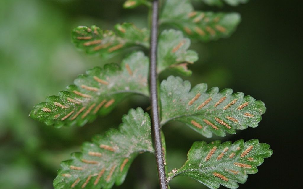 Asplenium barbaense