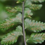 Asplenium barbaense