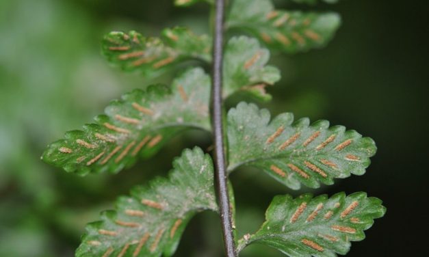 Asplenium barbaense