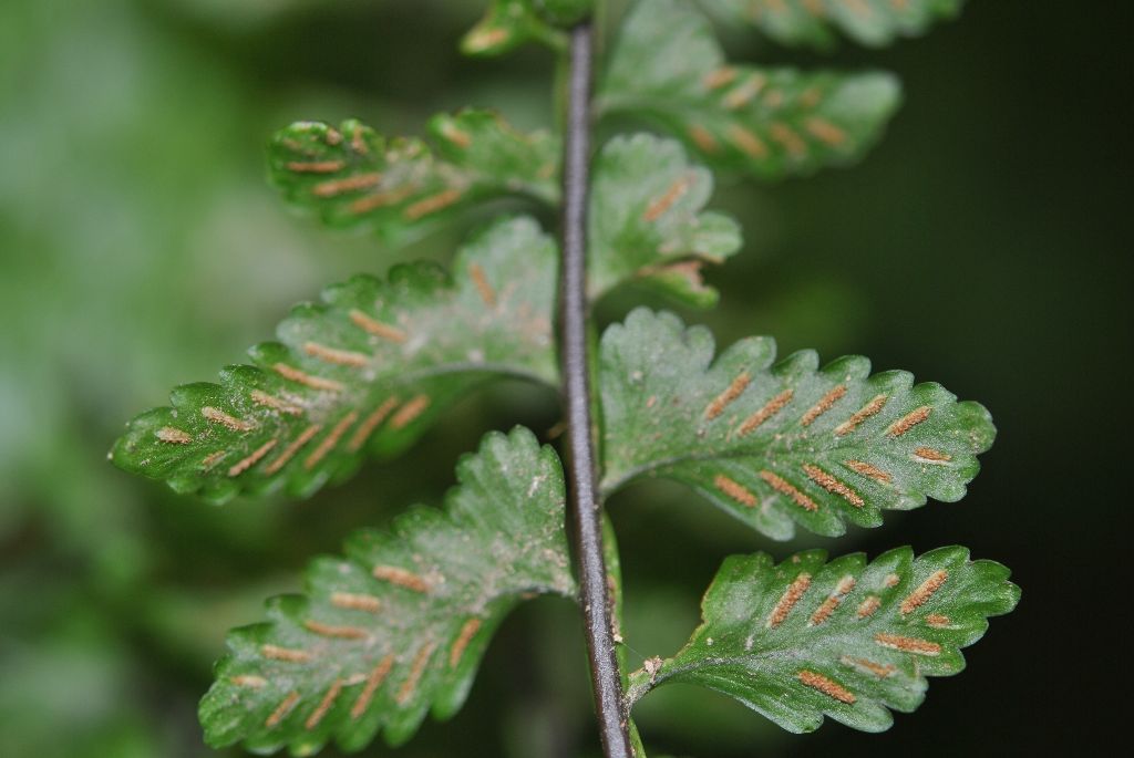 Asplenium barbaense