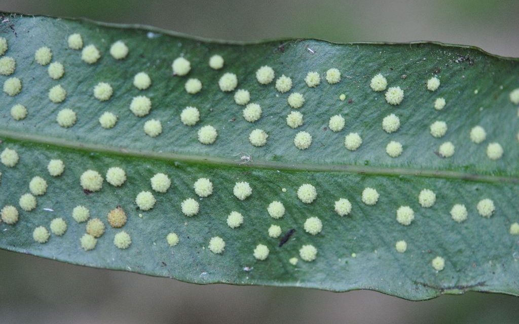 Campyloneurum tenuipes