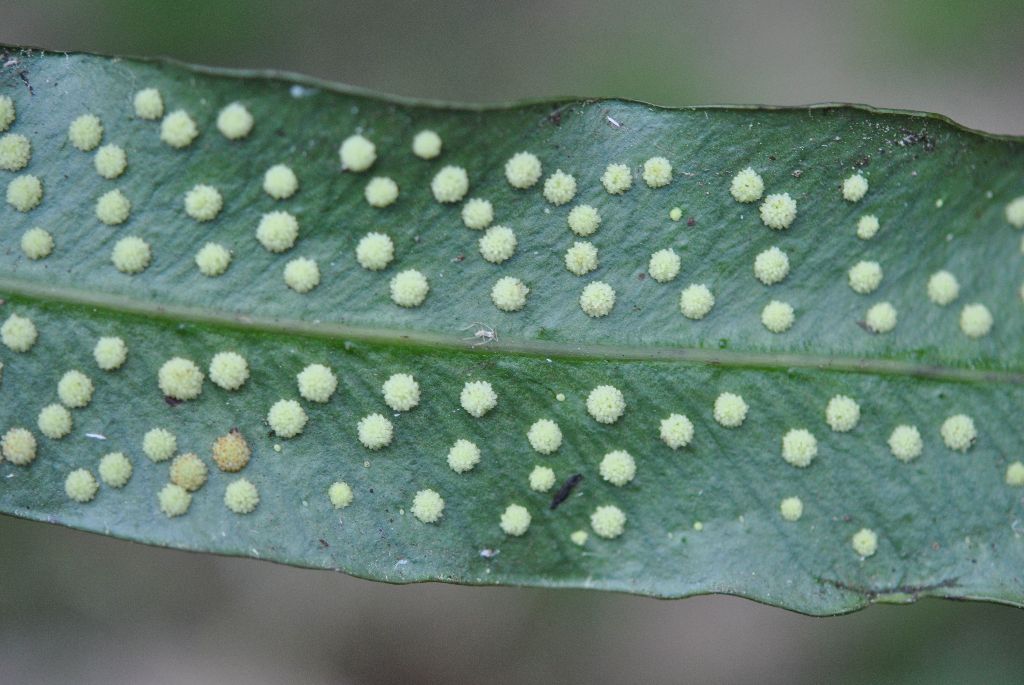 Campyloneurum tenuipes