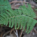 Cheilanthes lendigera (Cav.) Sw.