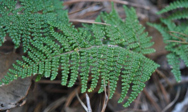 Cheilanthes lendigera (Cav.) Sw.