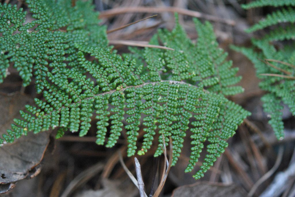 Cheilanthes lendigera (Cav.) Sw.