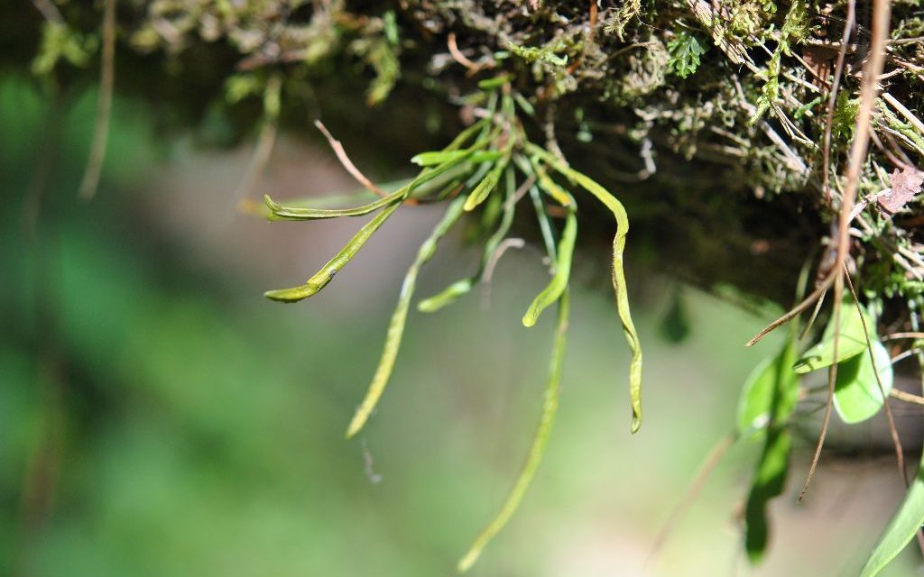 Cochlidium linearifolium