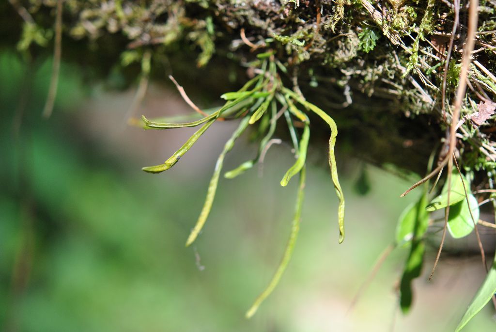 Cochlidium linearifolium