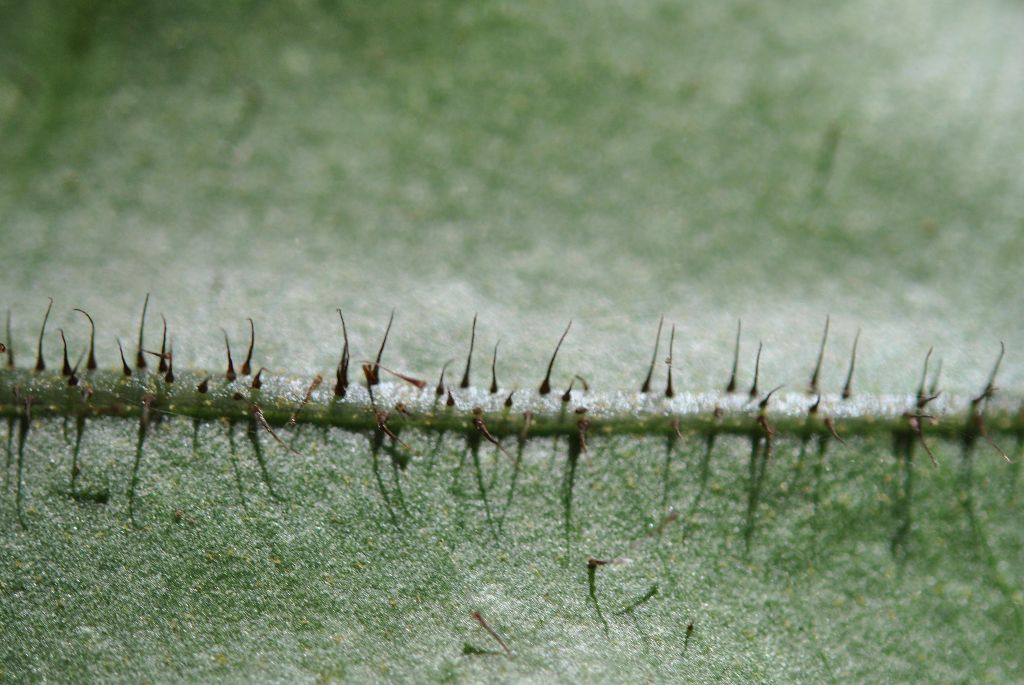 Elaphoglossum erinaceum