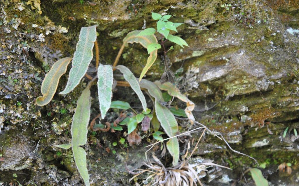 Elaphoglossum paleaceum