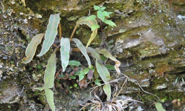 Elaphoglossum paleaceum