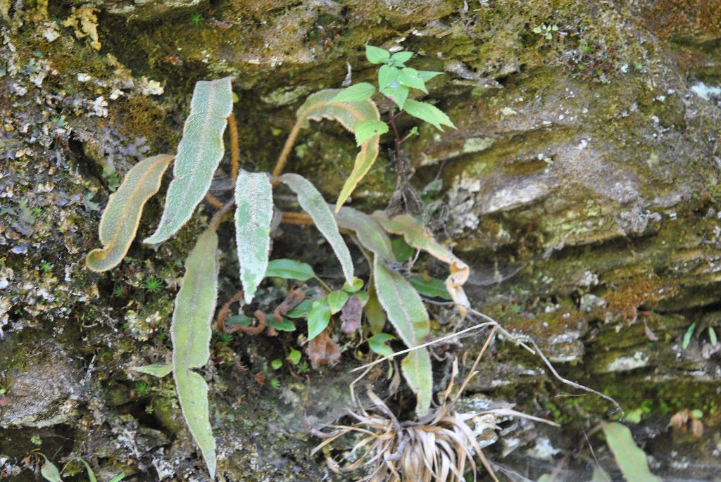 Elaphoglossum paleaceum