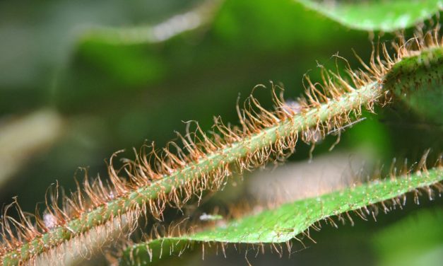 Elaphoglossum setigerum