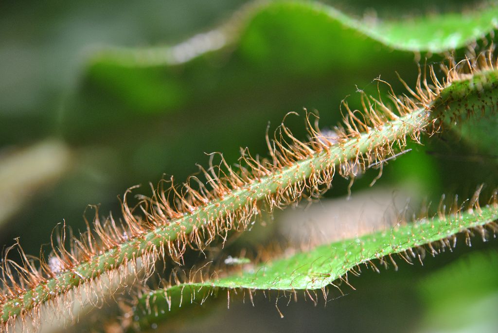 Elaphoglossum setigerum