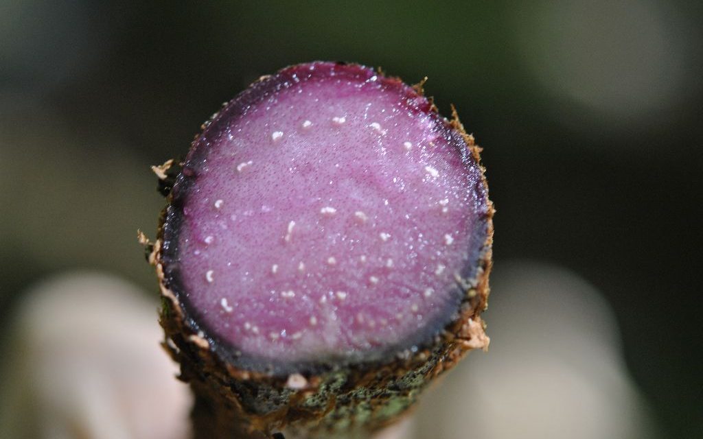 Marattia weinmanniifolia