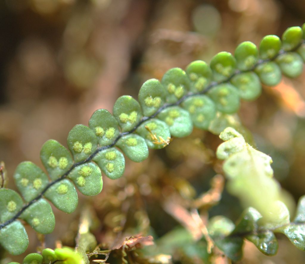 Melpomene moniliformis