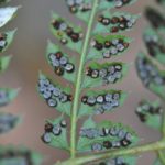 Polystichum fournieri