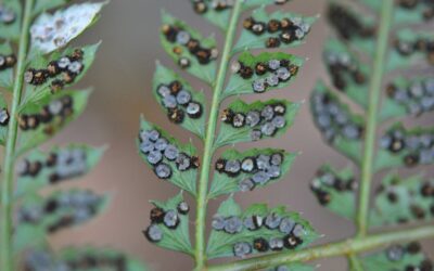 Polystichum fournieri