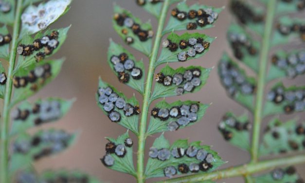 Polystichum fournieri