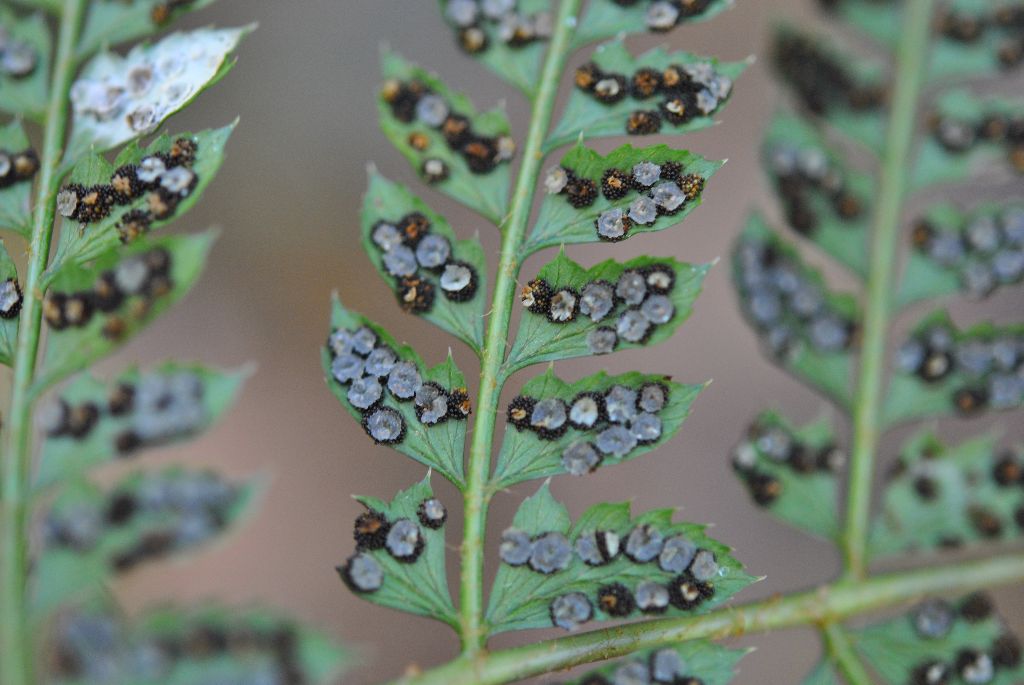 Polystichum fournieri