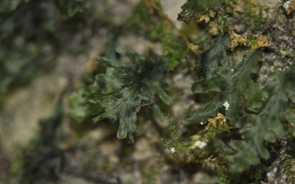 Didymoglossum reptans