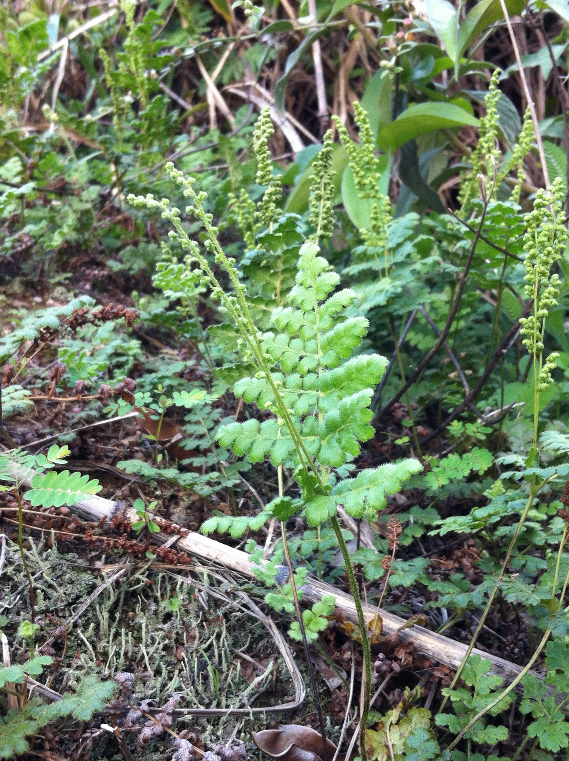 Anemia raddiana