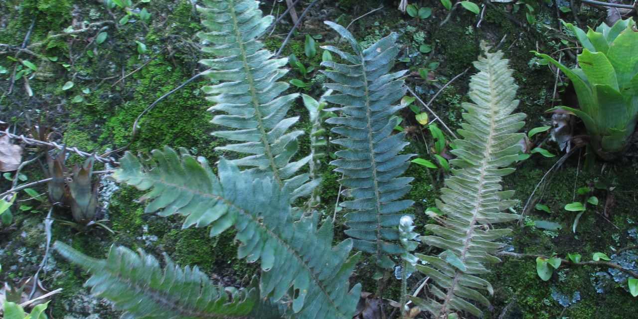 Pleopeltis lepidopteris