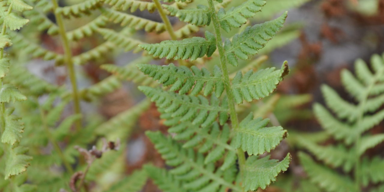 Woodsia scopulina