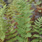 Woodsia scopulina