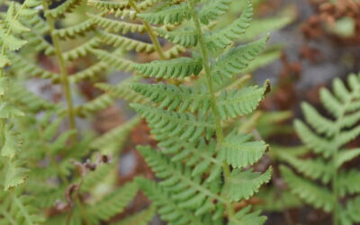 Woodsia scopulina