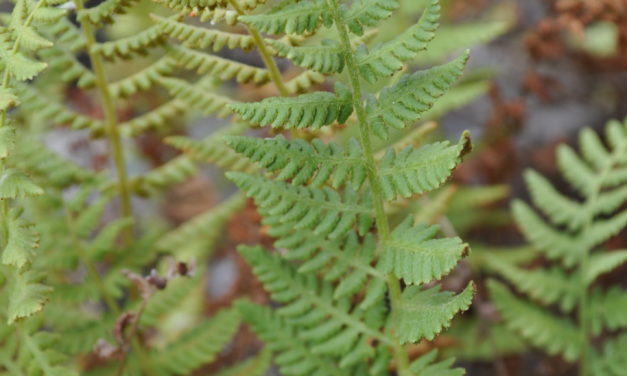 Woodsia scopulina