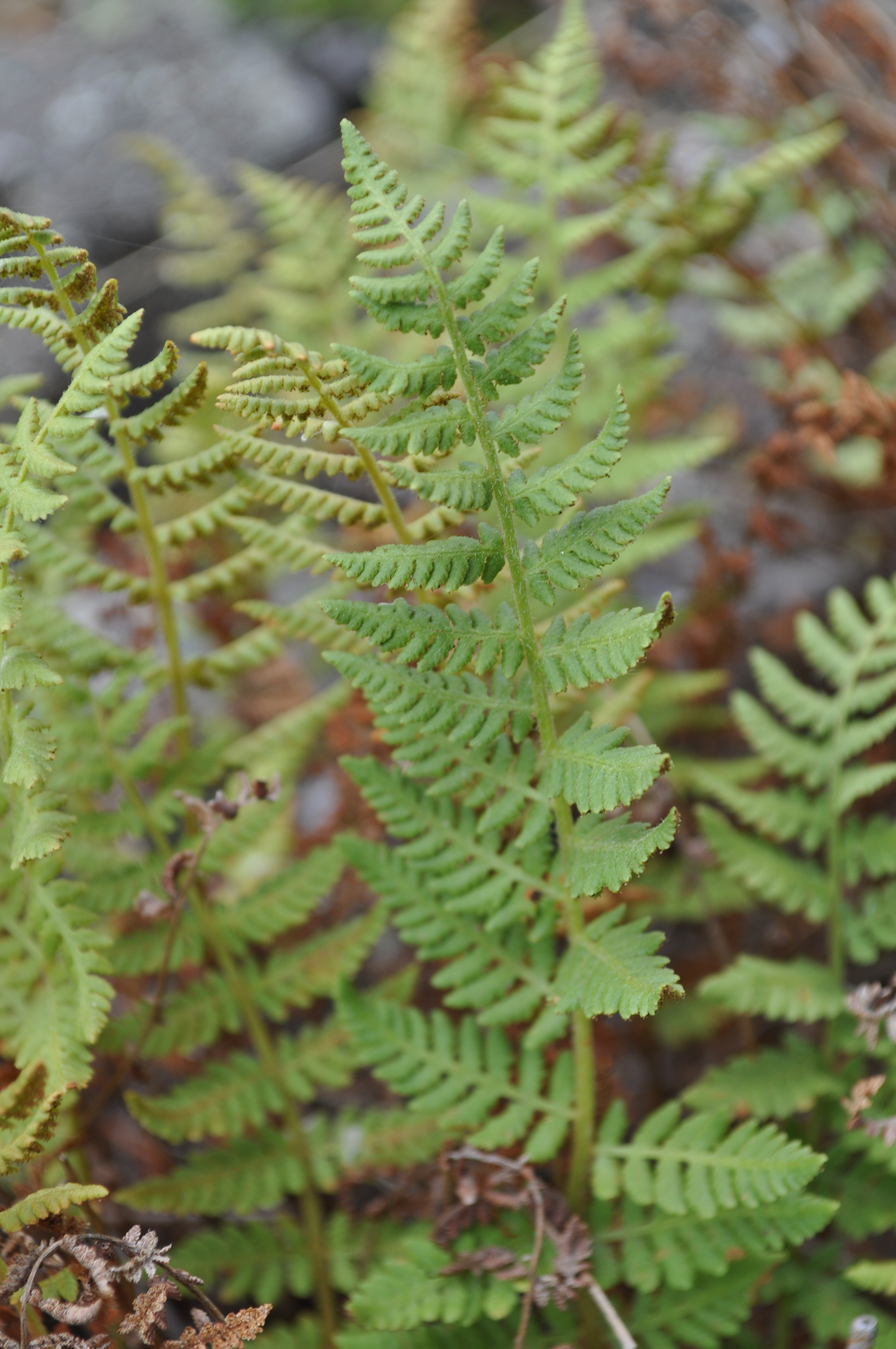 Woodsia scopulina