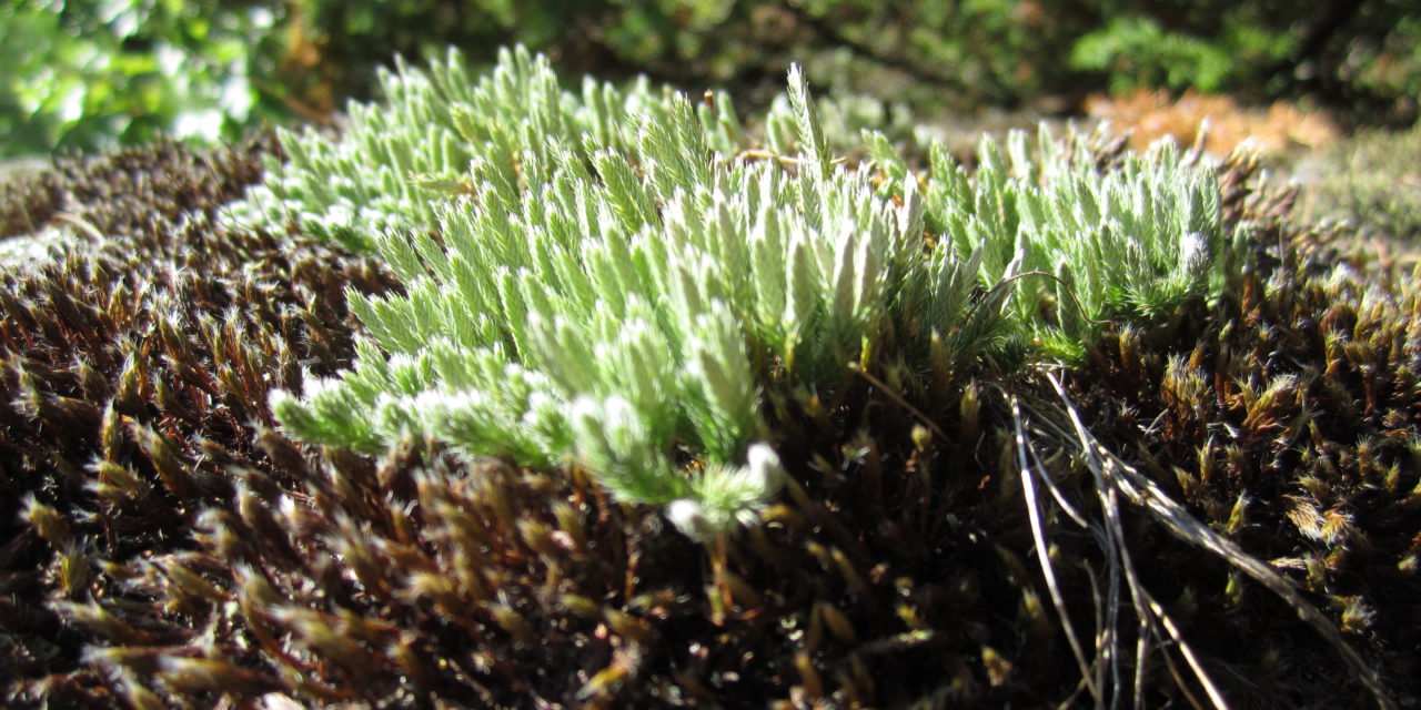 Selaginella rupestris