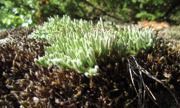 Selaginella rupestris