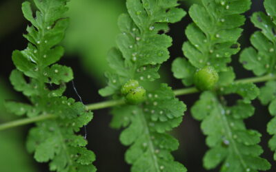 Cystopteris bulbifera