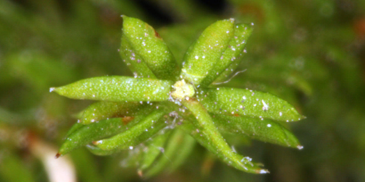 Dendrolycopodium dendroideum