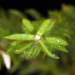 Dendrolycopodium dendroideum