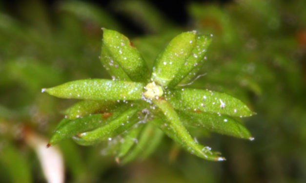 Dendrolycopodium dendroideum